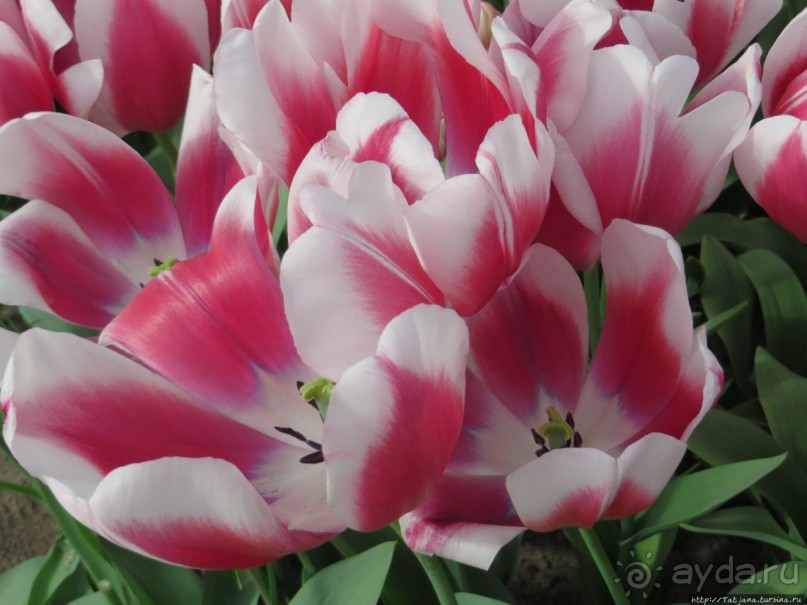 Тюльпаны из павильона Короля Голландии Willem-Alexander