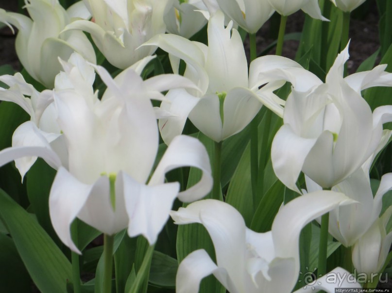 Тюльпаны из павильона Короля Голландии Willem-Alexander