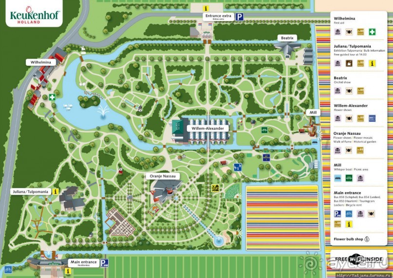 Тюльпаны из павильона Короля Голландии Willem-Alexander