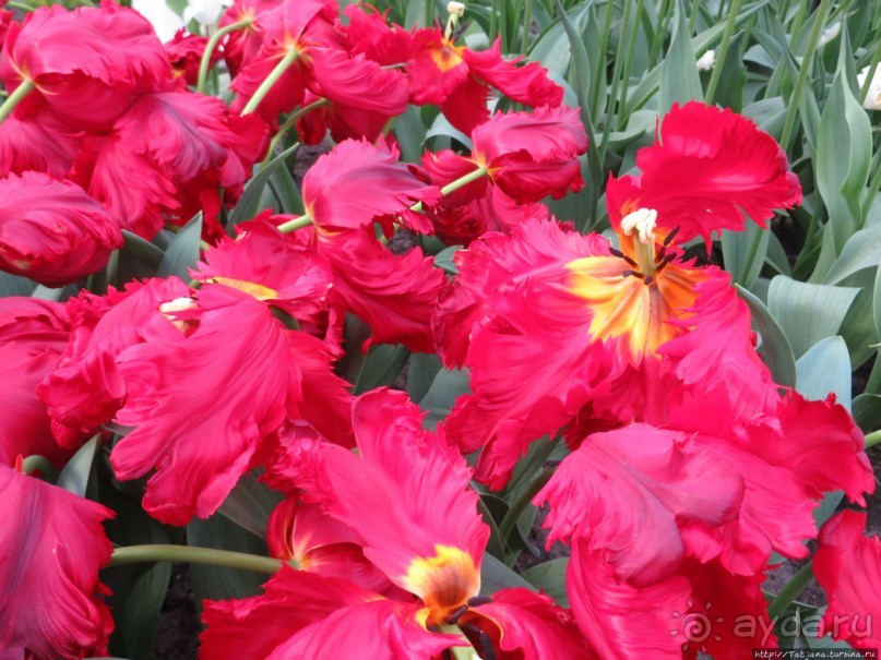 Тюльпаны из павильона Короля Голландии Willem-Alexander