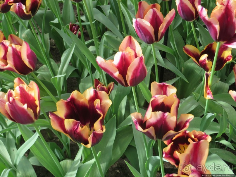 Тюльпаны из павильона Короля Голландии Willem-Alexander