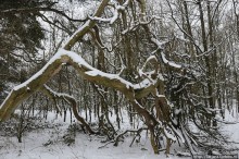 Когда в Голландии жизнь замирает?