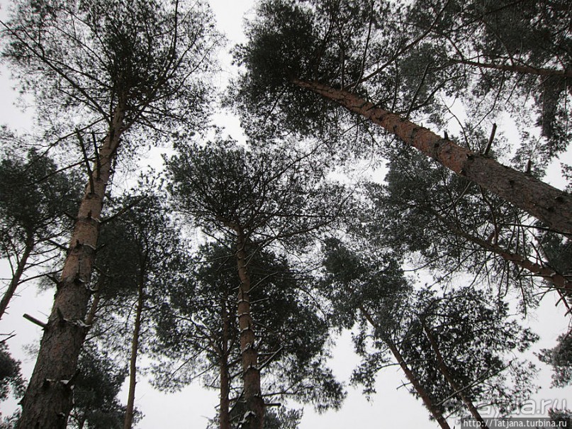 Когда в Голландии жизнь замирает?