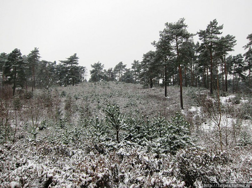 Когда в Голландии жизнь замирает?