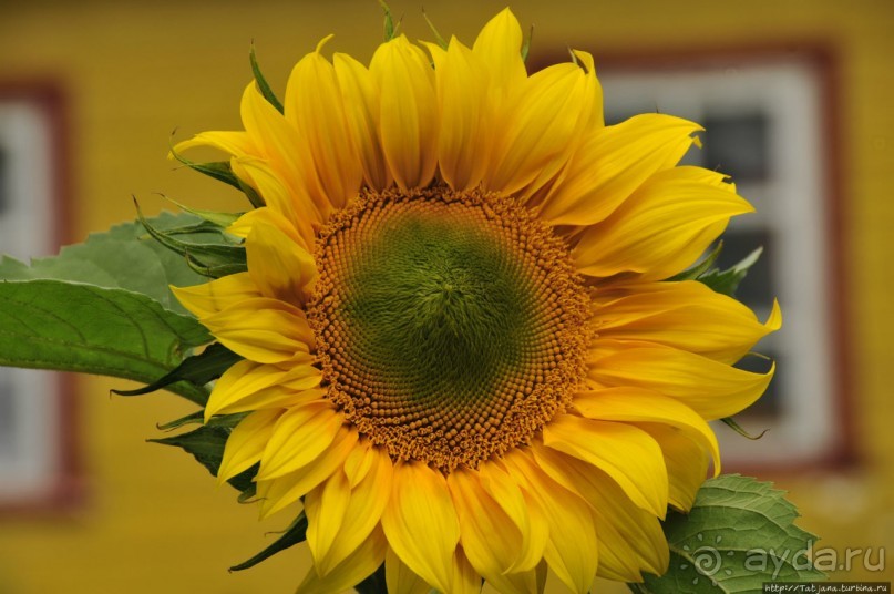 Шоппинг в Гакково