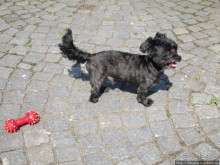 День Королевы в Маастрихте 30 апреля.