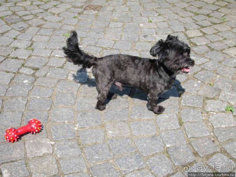 День Королевы в Маастрихте 30 апреля.