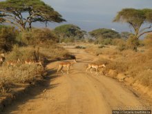 Как мы попали в Эмали и Высшие Силы.