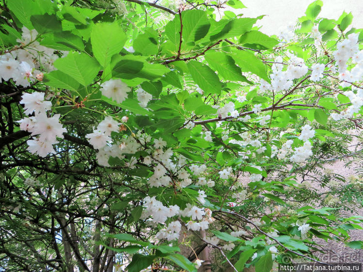 Страшилки и призраки Единбурга