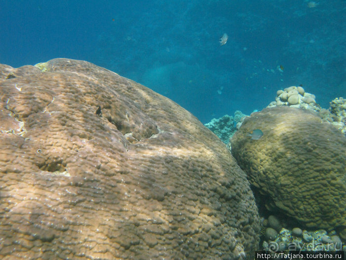 Туризм, Марса-Алам и как я отмывала деньги и кокос