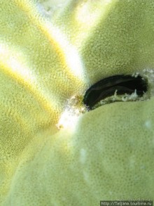 Туризм, Марса-Алам и как я отмывала деньги и кокос