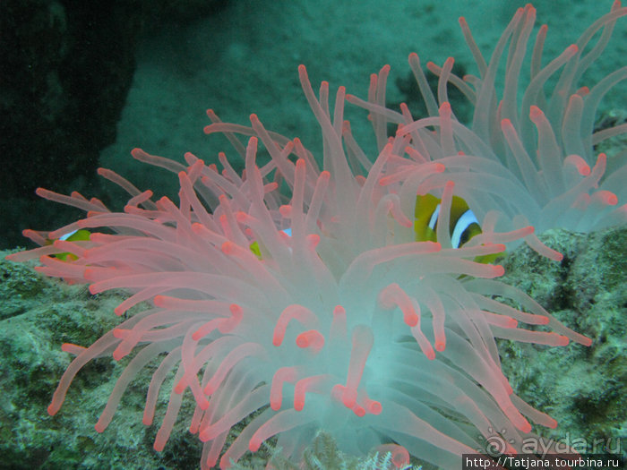 Туризм, Марса-Алам и как я отмывала деньги и кокос