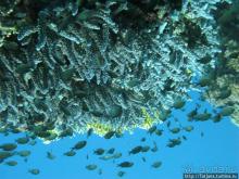 Туризм, Марса-Алам и как я отмывала деньги и кокос