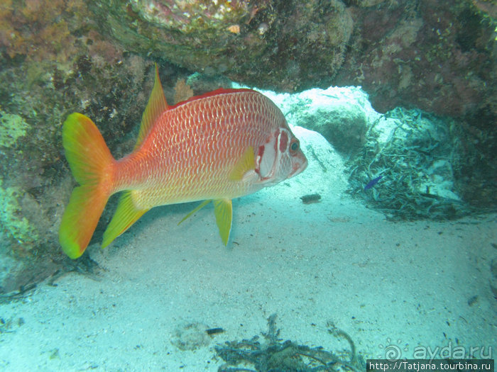 Туризм, Марса-Алам и как я отмывала деньги и кокос