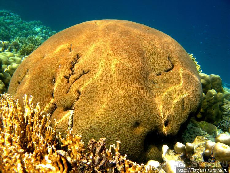 Туризм, Марса-Алам и как я отмывала деньги и кокос