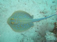 Туризм, Марса-Алам и как я отмывала деньги и кокос