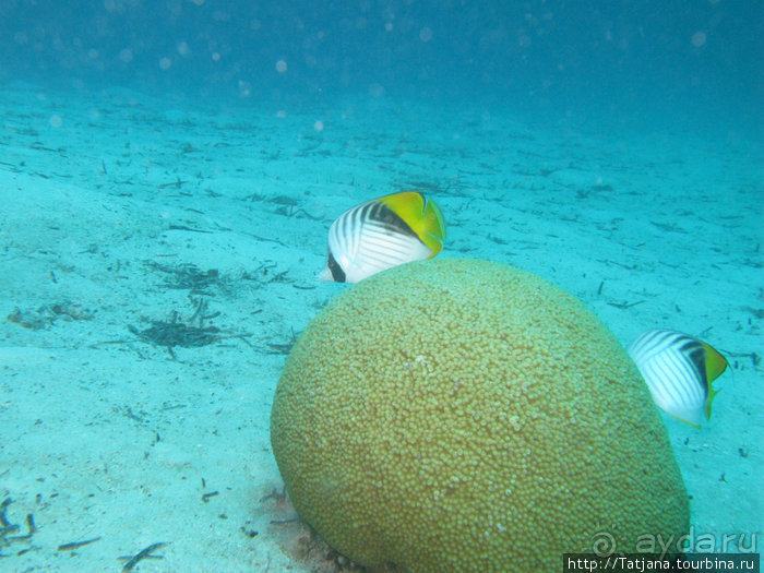 Туризм, Марса-Алам и как я отмывала деньги и кокос