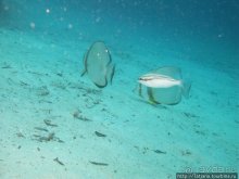 Туризм, Марса-Алам и как я отмывала деньги и кокос