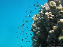 Туризм, Марса-Алам и как я отмывала деньги и кокос