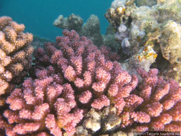 Туризм, Марса-Алам и как я отмывала деньги и кокос