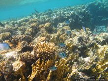 Туризм, Марса-Алам и как я отмывала деньги и кокос