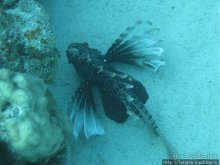 Туризм, Марса-Алам и как я отмывала деньги и кокос