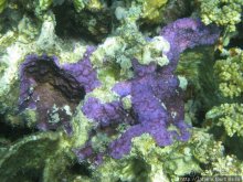 Туризм, Марса-Алам и как я отмывала деньги и кокос