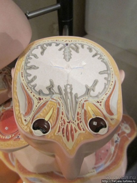 Музей истории медицины им. Паула Страдыня