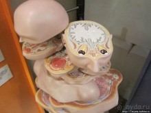 Музей истории медицины им. Паула Страдыня