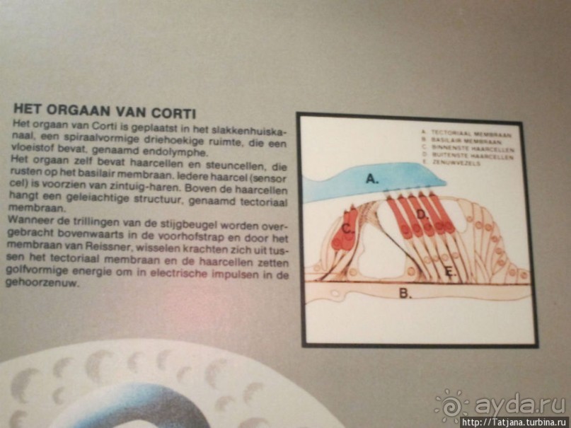 Музей истории медицины им. Паула Страдыня