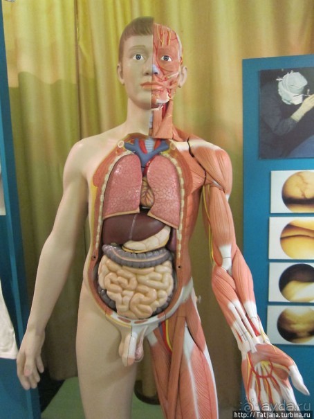 Музей истории медицины им. Паула Страдыня