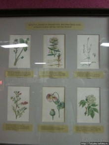 Музей истории медицины им. Паула Страдыня