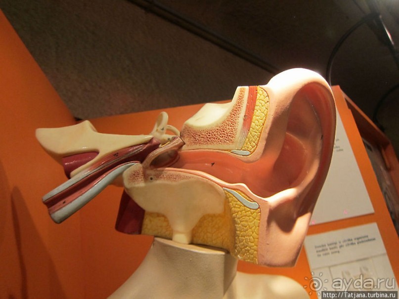 Музей истории медицины им. Паула Страдыня