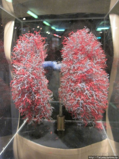 Музей истории медицины им. Паула Страдыня