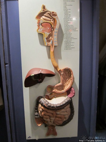 Музей истории медицины им. Паула Страдыня