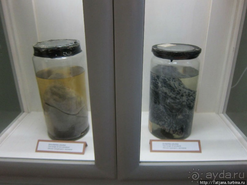 Музей истории медицины им. Паула Страдыня