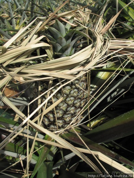 Старейший курорт Таиланда Хуа Хин