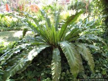 Старейший курорт Таиланда Хуа Хин