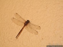 Старейший курорт Таиланда Хуа Хин