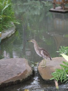 Старейший курорт Таиланда Хуа Хин