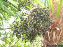 Старейший курорт Таиланда Хуа Хин