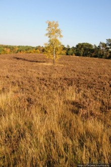 Альбом отзыва "Золотая осень Брюнссума"