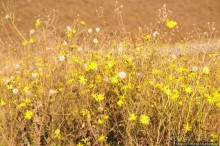 Альбом отзыва "Золотая осень Брюнссума"