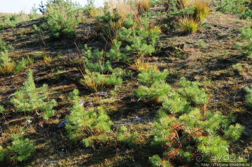Альбом отзыва "Золотая осень Брюнссума"