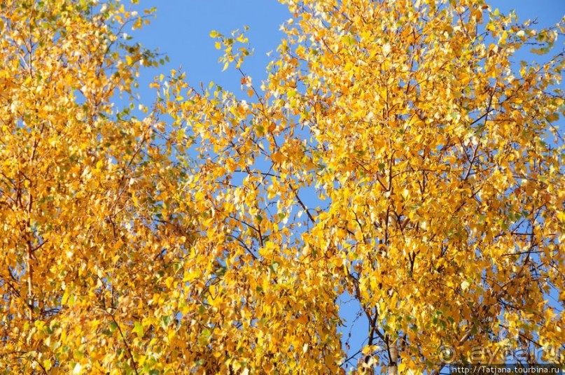 Альбом отзыва "Золотая осень Брюнссума"