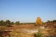 Альбом отзыва "Золотая осень Брюнссума"