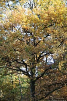 Альбом отзыва "Золотая осень Брюнссума"