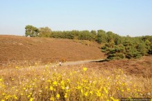 Альбом отзыва "Золотая осень Брюнссума"