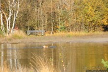 Альбом отзыва "Золотая осень Брюнссума"