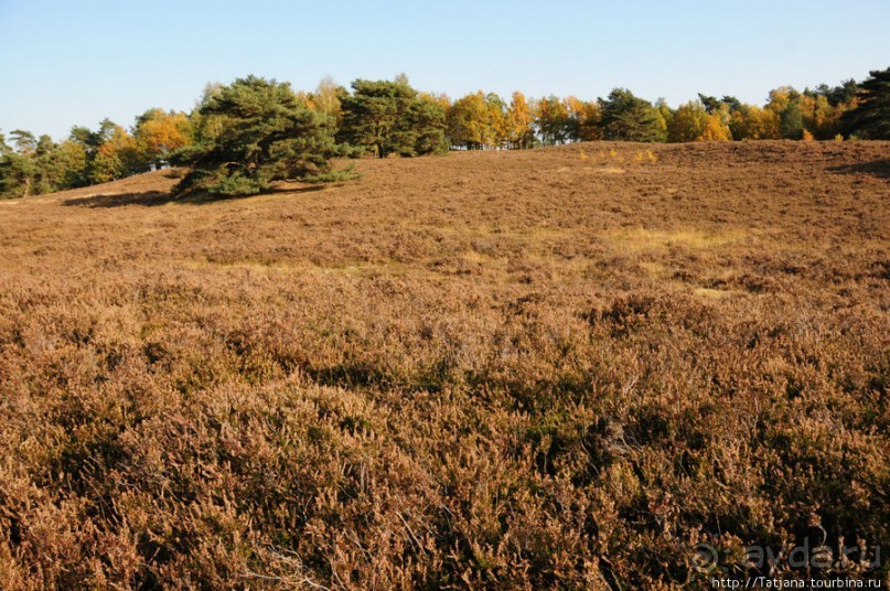 Альбом отзыва "Золотая осень Брюнссума"
